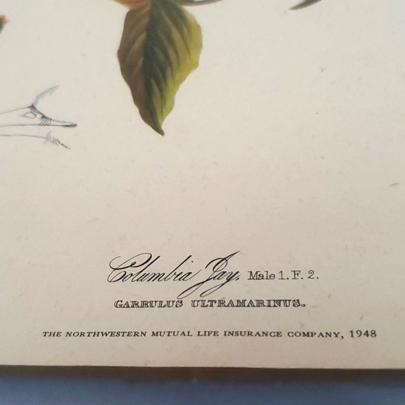 JOHN JAMES AUDUBON (1785-1851) "Columbia Jay, No. 20” Print 1948 - Picture 3 of 11